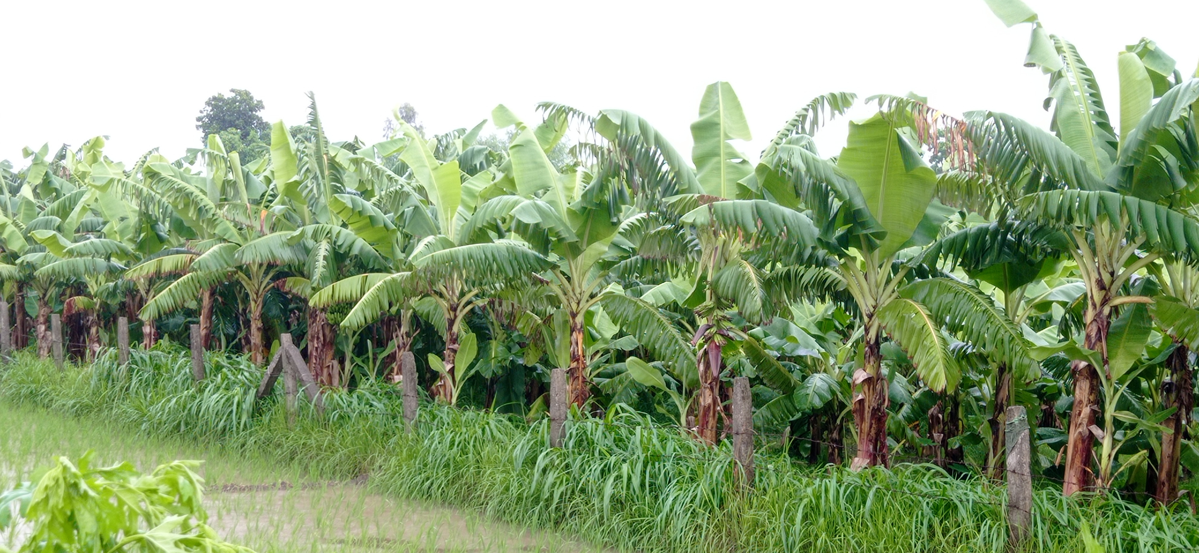 फष्टाउँदै छ टीकापुरमा केरा खेती 